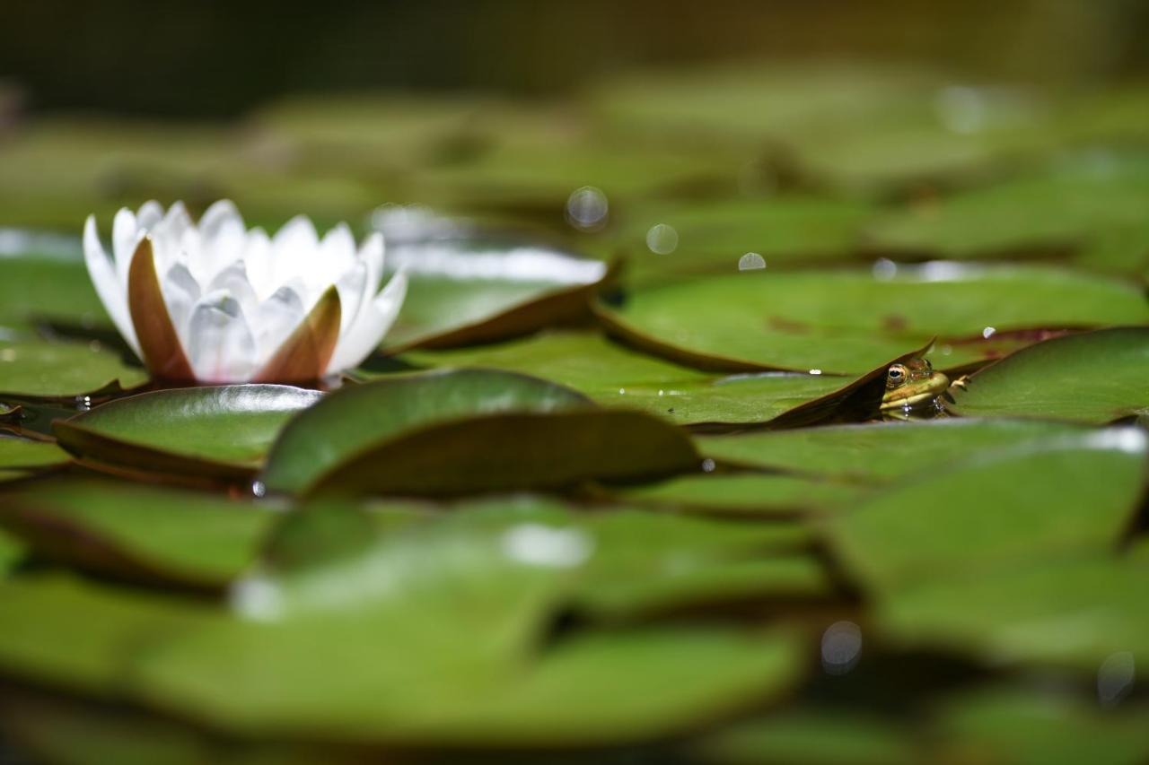 Vale Do Ninho Nature Houses Ferraria de São João المظهر الخارجي الصورة